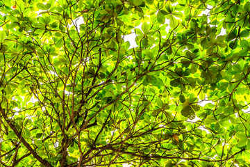 tree in nature 