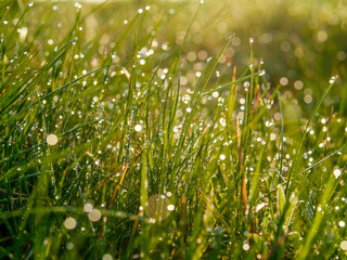 Dew on a grass in a morning, close up. Warm tones. Selective focus.