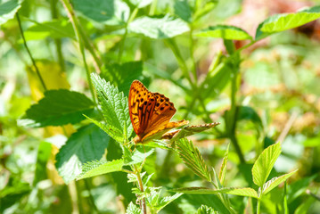 Schmetterlinge am Walderand
