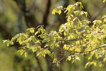 Tree branch with young leaves in spring