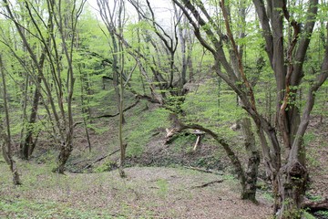 Spring forest in the outskirts of Varna (Bulgaria)