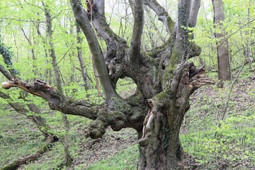 A tree of unusual shape in the forest