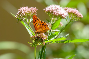 Schmetterling an Strauch