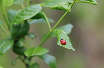 Ladybug on green leaves