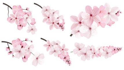 Dark and light pink sakura  flowers. © writerfantast