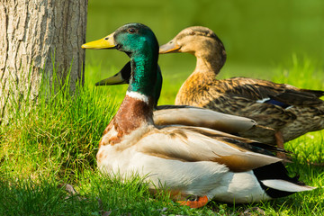 Duck with green head sitting on bright green grass. Wildlife of the birds. Wild ducks