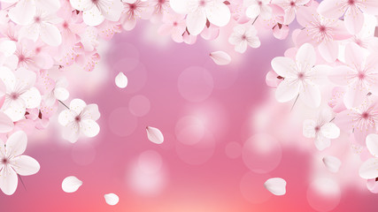 Fototapeta na wymiar Blossoming light pink sakura flowers