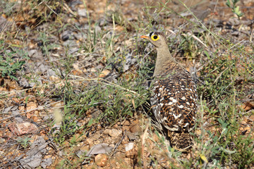 Nachtflughuhn / Double-banded sandgrouse / Pterocles bicinctus
