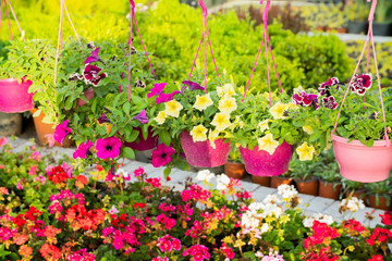 egetable garden in late summer. Herbs, flowers and vegetables in   backyard formal garden. Eco friendly gardening