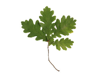 oak leaf isolated on white background