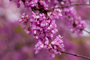 Blossoming of purple cercis siliquastrum in meadows of Europe