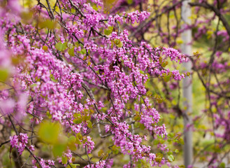 Fototapeta premium Blossoming of purple cercis siliquastrum at sunny day, nobody