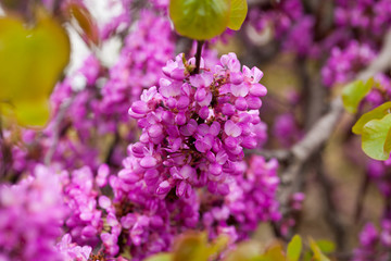 Blossoming Cercis siliquastrum