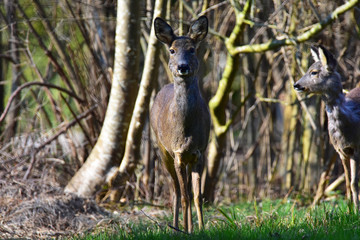 Deer in bavaria