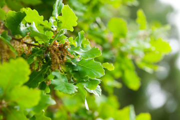 Fototapeta premium Close up of green oak foliage