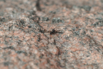 outdoors. the stone on it is a small spider. bright sun.