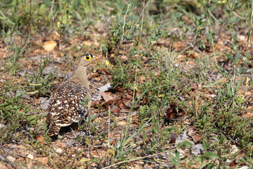 Nachtflughuhn / Double-banded sandgrouse / Pterocles bicinctus