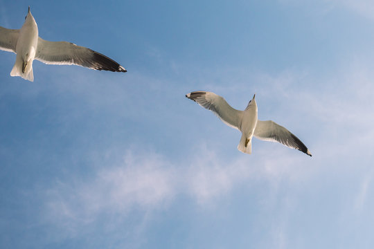 Seagulls are flying in the sky