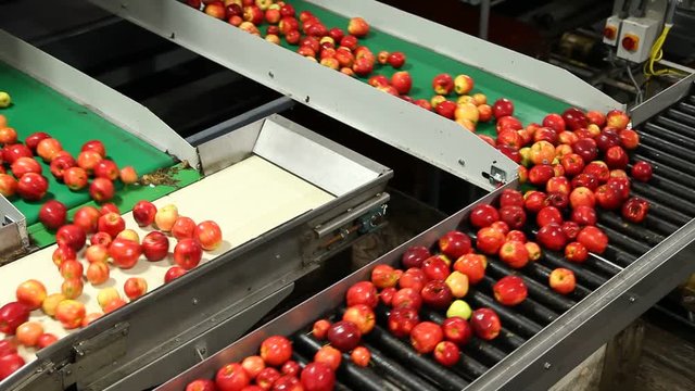 Fresh gala apples in a fruit packing warehouse on the conveyor line