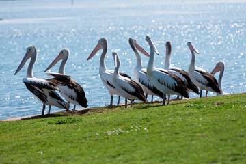 Pelicans near an ocean inlet.
