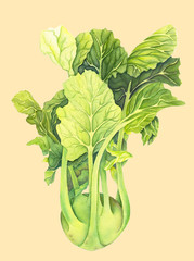 Cabbage kohlrabi with green leaves isolated  on light background. Brassica oleracea. Organic healthy food. Fresh vegetable Watercolor painting. Botanical illustration. Realistic art.