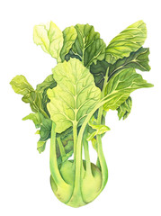 Cabbage kohlrabi with green leaves isolated  on white background. Brassica oleracea. Organic healthy food. Fresh vegetable Watercolor painting. Botanical illustration. Realistic art.
