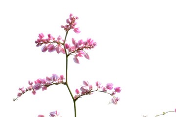 A bunch of sweet pink coral vine flower blossom in botanical garden on white isolated background 