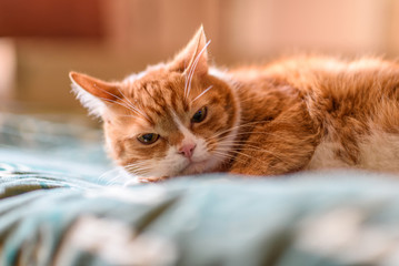 Red cat lays on the couch. Photographed close up.