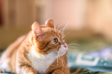 Red cat lays on the couch. Photographed close up.