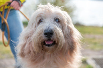 berger des pyrénées