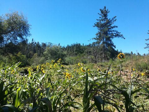 Campo