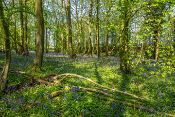 Obraz premium Spring time in the woods with bluebells covering the ground