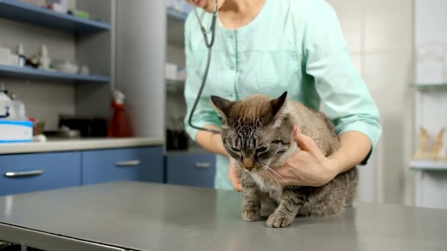 Closeup of veterinarian woman examining cat with stethoscope in medical vet office