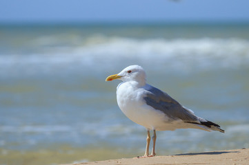 Fototapeta na wymiar Albatross on the sea