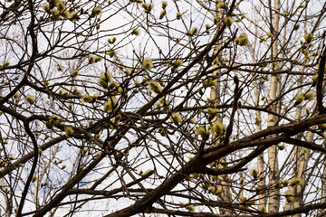willow, yellow, palm Sunday, Christian holiday, approaching, Easter