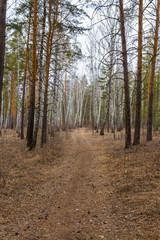 Obraz premium path in the pine forest in early spring