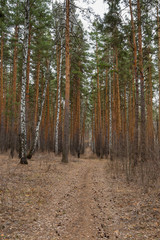 Obraz premium path in the pine forest in early spring
