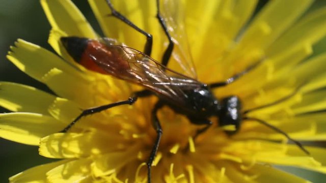 digger wasp on the flower of the groundsel; ragwort (Senecio). Ultra macro