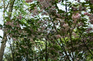 Tour japonaise (Laeken-Belgique)