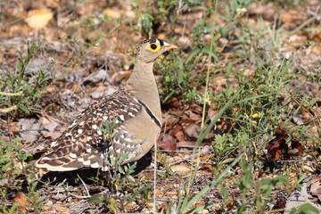 Nachtflughuhn / Double-banded sandgrouse / Pterocles bicinctus