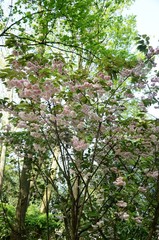 Tour japonaise (Laeken-Belgique)