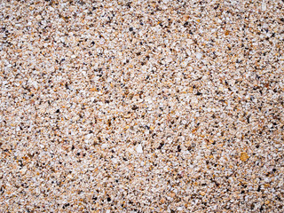 sea shell rock background