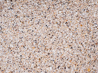 sea shell rock background