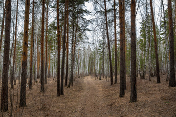 Obraz premium path in the pine forest in early spring