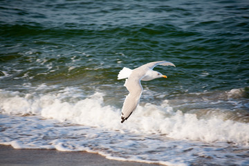 seagull in flight, seagull on the background of the sea and waves