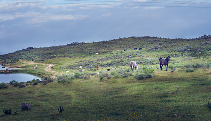 Fototapeta na wymiar landscape with wild horses in the green spring field in the pasture of Extremadura