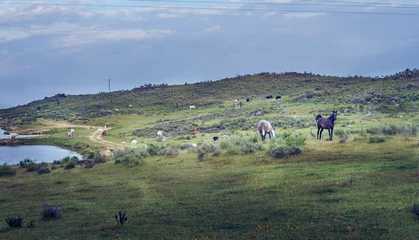 Selbstklebende Fototapeten Khaki landscape with wild horses in the green spring field in the pasture of Extremadura  © Nedrofly