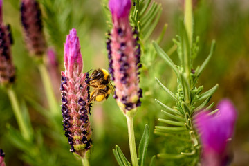Bee busy collecting nectar from a lavender flower