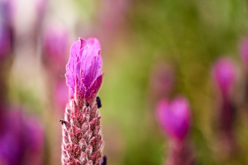 Fototapeta premium Lavander flower