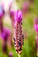 Lavander flower